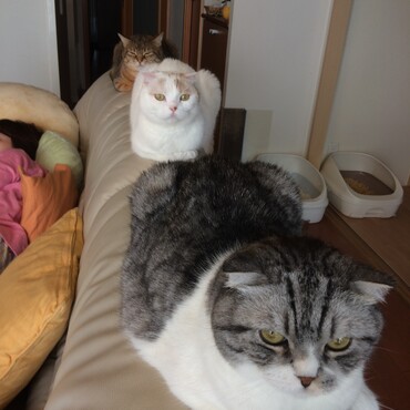 3匹仲良く並んでみました！