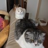 3匹仲良く並んでみました！