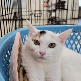 みたらしファミリー★あんみつ★飛び三毛