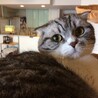 ジョアちゃん