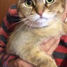 トラちゃん