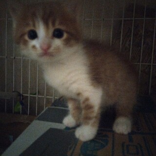 茶白♂可愛い顔が自慢