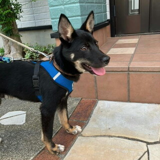 去勢手術済み人が大好き小ぶりオス子犬