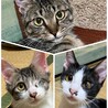 ママ（キジ猫）に似て2人とも綺麗な顔をしています☺️