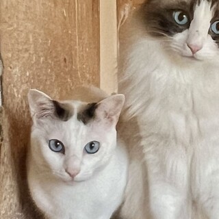 ブルーアイ ★ 洋猫MIX？ ジュピター