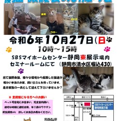 保護ニャンコの譲渡会ｂｙ静岡市清水区