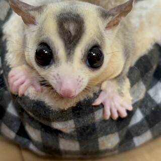 フクロモモンガペア