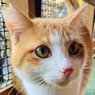 人慣れバッチリチャミィくん（Fiv陽性）