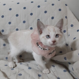 3兄妹で2ヵ月女の子です。