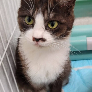 綺麗なお顔セピアシロ　“りかちゃん”（Fiv陽性）