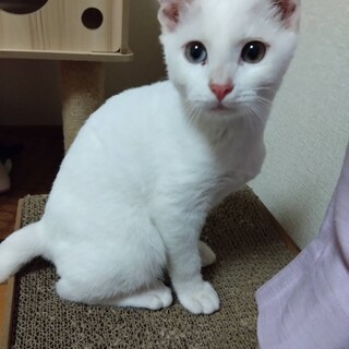 オッドアイが特徴♪仔猫らしく遊び好きの男の子