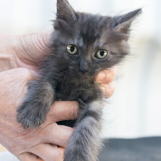 【募集終了】フワモコおっとりブラックスモーク長毛