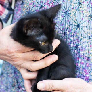 【交渉中】元気でかしこい黒猫女子♪