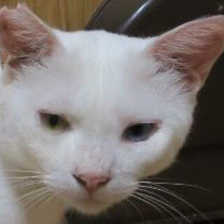 オッドアイ“ヒョウくん”（Fiv陽性）