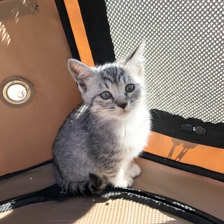 ２ヶ月　子猫　つぶらな瞳のつぶちゃん