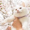 の写真