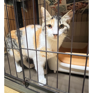 人間大好きなキジミケのみぃちゃん