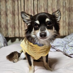 「アゴヒゲとひょっこりニコ」サムネイル1