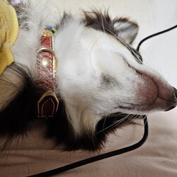 「アゴヒゲとひょっこりニコ」サムネイル2