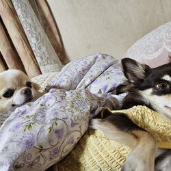 「アゴヒゲとひょっこりニコ」サムネイル3