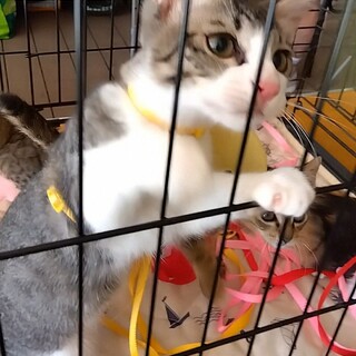 譲渡会　12月　サバ白くん