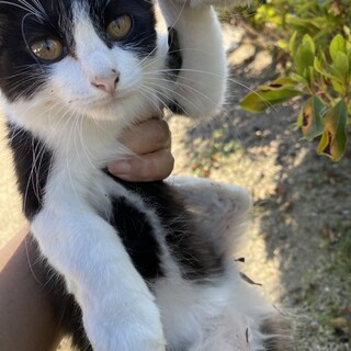 ハチワレ子猫の里親様募集