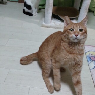 ハイパーシニア!焼きもちやきな 市くん