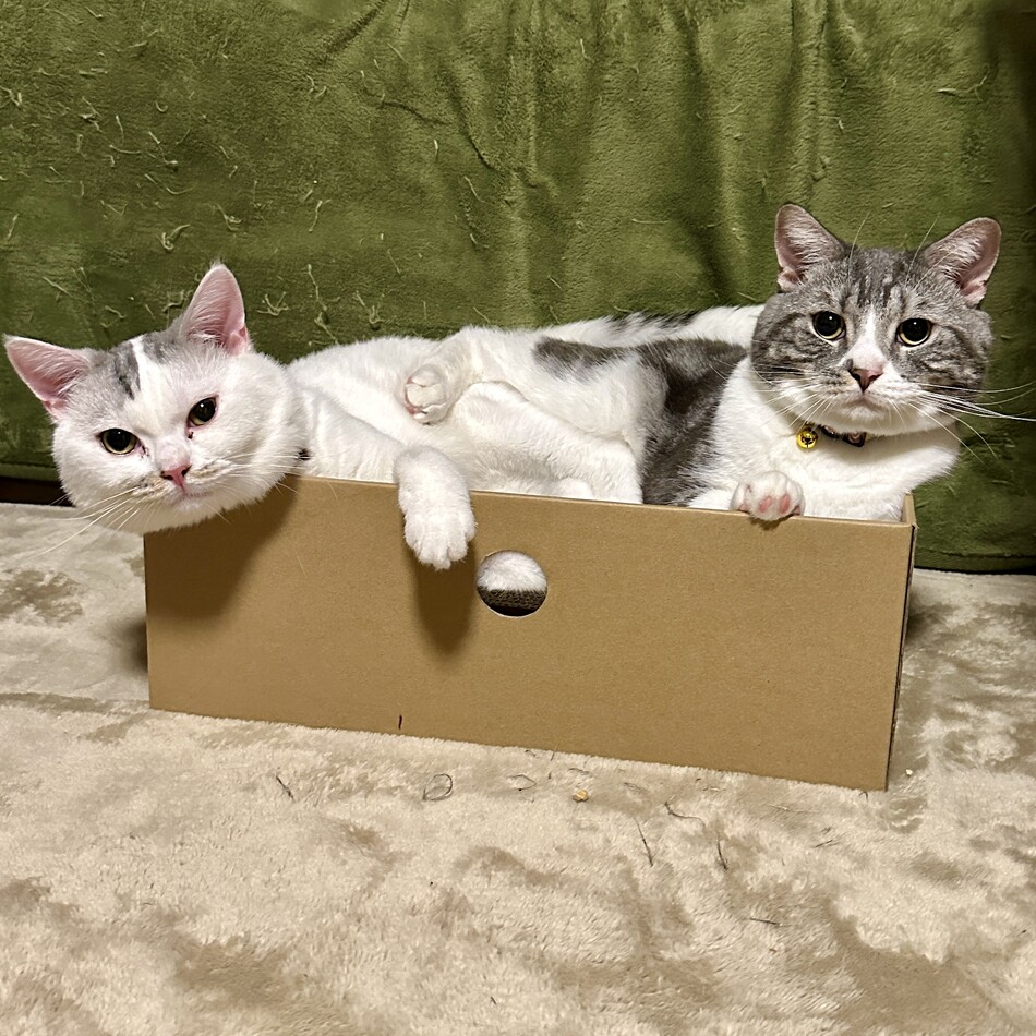 むさしのカバー写真