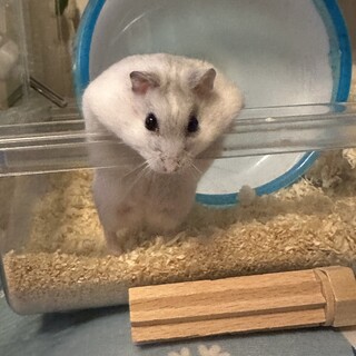 パールドワーフちゃんの里親募集