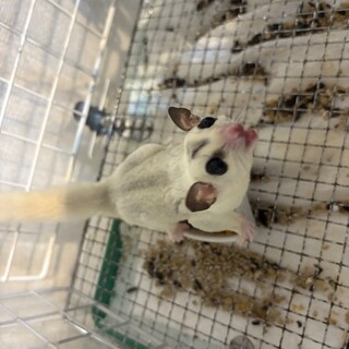 急募 フクロモモンガ