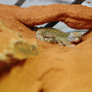 エレガンスボウユビヤモリオスメスペア3匹