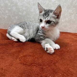 サバトラ兄妹初参加❗️スリスリ甘えて落とす❤夢華