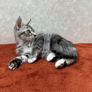 サバトラ兄妹初参加❗️兄妹とても仲良し❤白龍