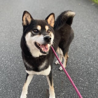 大人しくて優しい黒柴の女の子