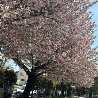 ウィリッシュコーギーのハル４歳です！