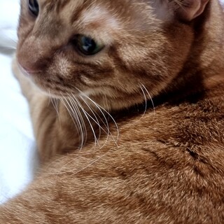 可愛い猫二匹の飼い主を募集しています