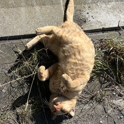 「土手の下の３兄妹猫～ひとりぼっちのケイトー」サムネイル2