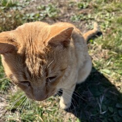 「土手の下の３兄妹猫～ひとりぼっちのケイトー」サムネイル3