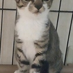 猫の譲渡会　in　名古屋市昭和生涯学習センター サムネイル2