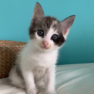 ひとなつっこく活発な三毛女の子★5兄妹★