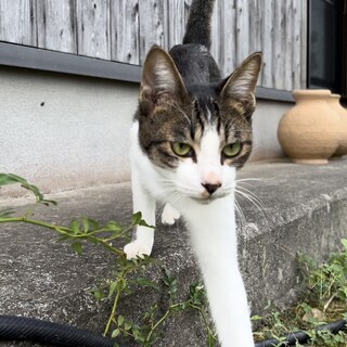 人懐こいハチワレちゃん