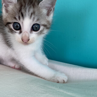 ひとなつっこいサバ白の子猫★5兄妹★