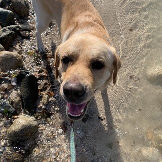 元気一杯のラブの男の子