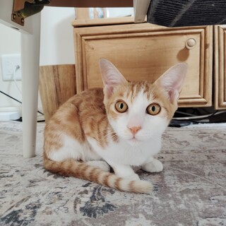 遠慮がちな仕草が可愛い♡ブラウニー君