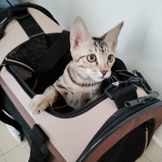 母乳で育ったわんぱくキジトラ・ラファエル君