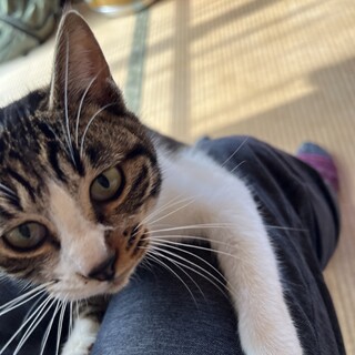 人がだいすき猫ちゃん