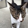 人がだいすき猫ちゃん サムネイル4