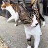 人がだいすき猫ちゃん サムネイル3