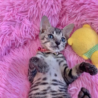 可愛い♡甘えん坊さん