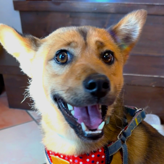 怖がりでデリケートな男の子『くるめ』♂